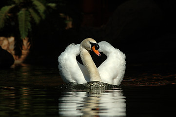 Image showing Swan