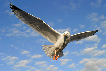 Image showing Seagull