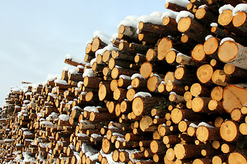 Image showing Large Stack of Timber Logs