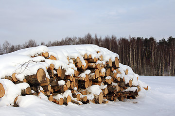 Image showing Birch Logs and Birch Trees in Winter