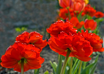 Image showing Blossomed out tulips