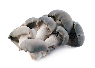 Image showing Mushrooms