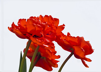 Image showing Opened tulip