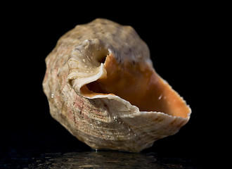 Image showing Shell