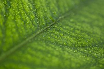 Image showing Green leaf with drops of water