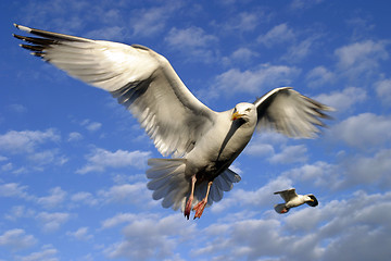 Image showing Seagulls