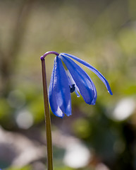 Image showing Beautiful Snowdrop