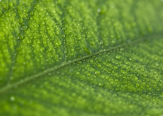 Image showing Green leaf with drops