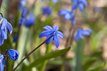 Image showing Blue snowdrop