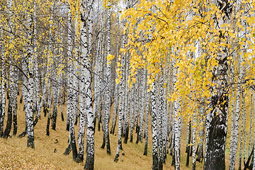 Image showing autumn birch forest