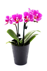 Image showing pink orchid