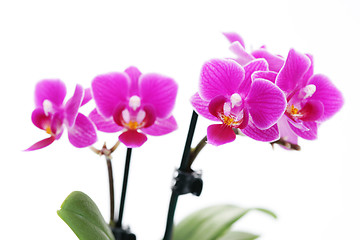 Image showing pink orchid