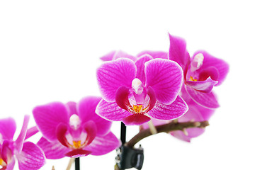 Image showing pink orchid