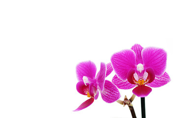 Image showing pink orchid