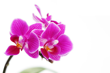 Image showing pink orchid