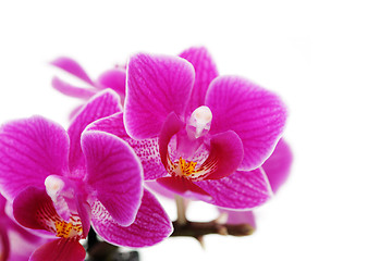 Image showing pink orchid