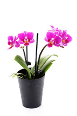 Image showing pink orchid