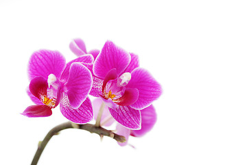 Image showing pink orchid