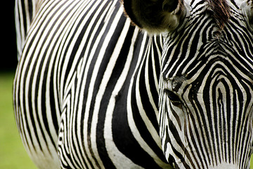 Image showing Zebra