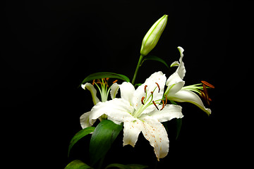 Image showing lily 