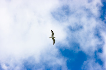 Image showing Soaring seagull