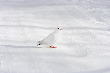 Image showing pigeon 