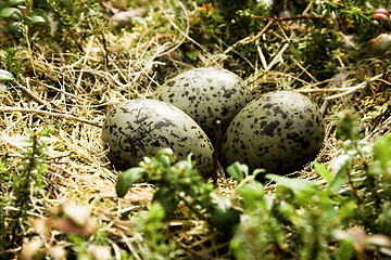 Image showing Nest with eggs