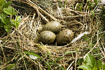 Image showing Nest with eggs