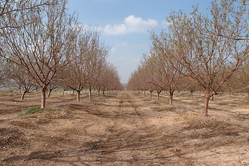 Image showing Alley in the orchard in early spring