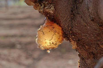 Image showing Amber resin drop on fruit tree