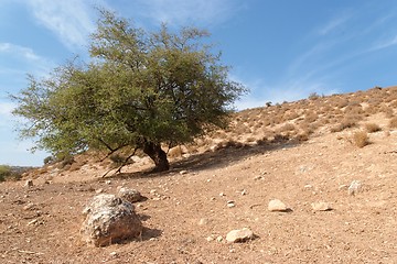 Image showing Lonely tree on the hill in the desert