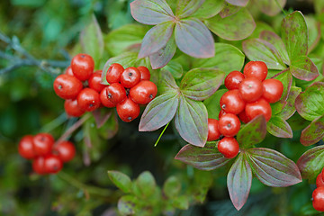 Image showing Cornus suecica - Bunchberry
