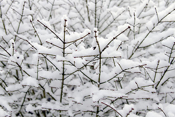 Image showing Winter Snow on Plant