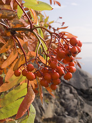 Image showing mountain ash