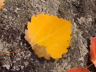 Image showing Autumn sheet