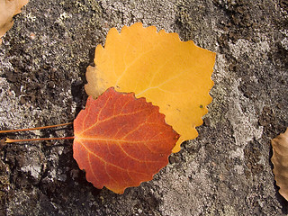 Image showing Autumn leaves