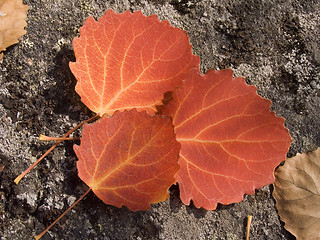 Image showing leaves 