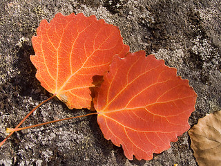 Image showing autumn leaves