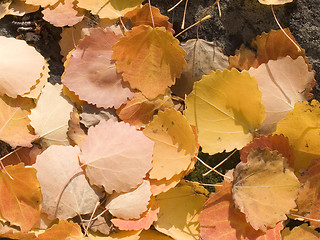 Image showing leaves