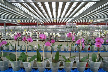 Image showing orchid nursery