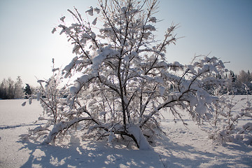 Image showing Snovy bush