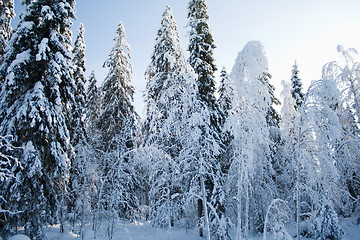 Image showing Snovy trees
