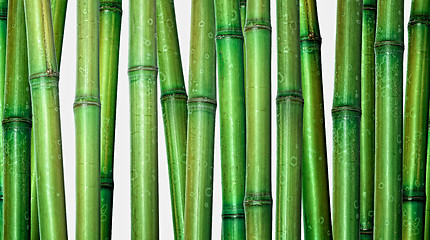 Image showing bamboo background