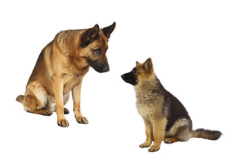 Image showing german shepard family