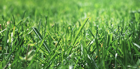 Image showing green grass background