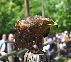 Image showing golden eagle portrait