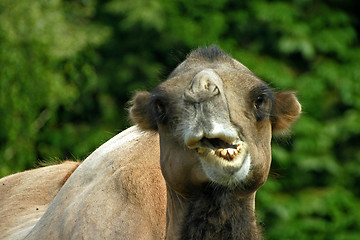 Image showing Camel