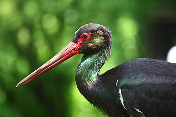 Image showing Ciconia nigra