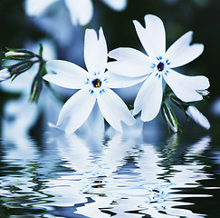 Image showing blue flower