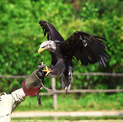 Image showing bald eagle background